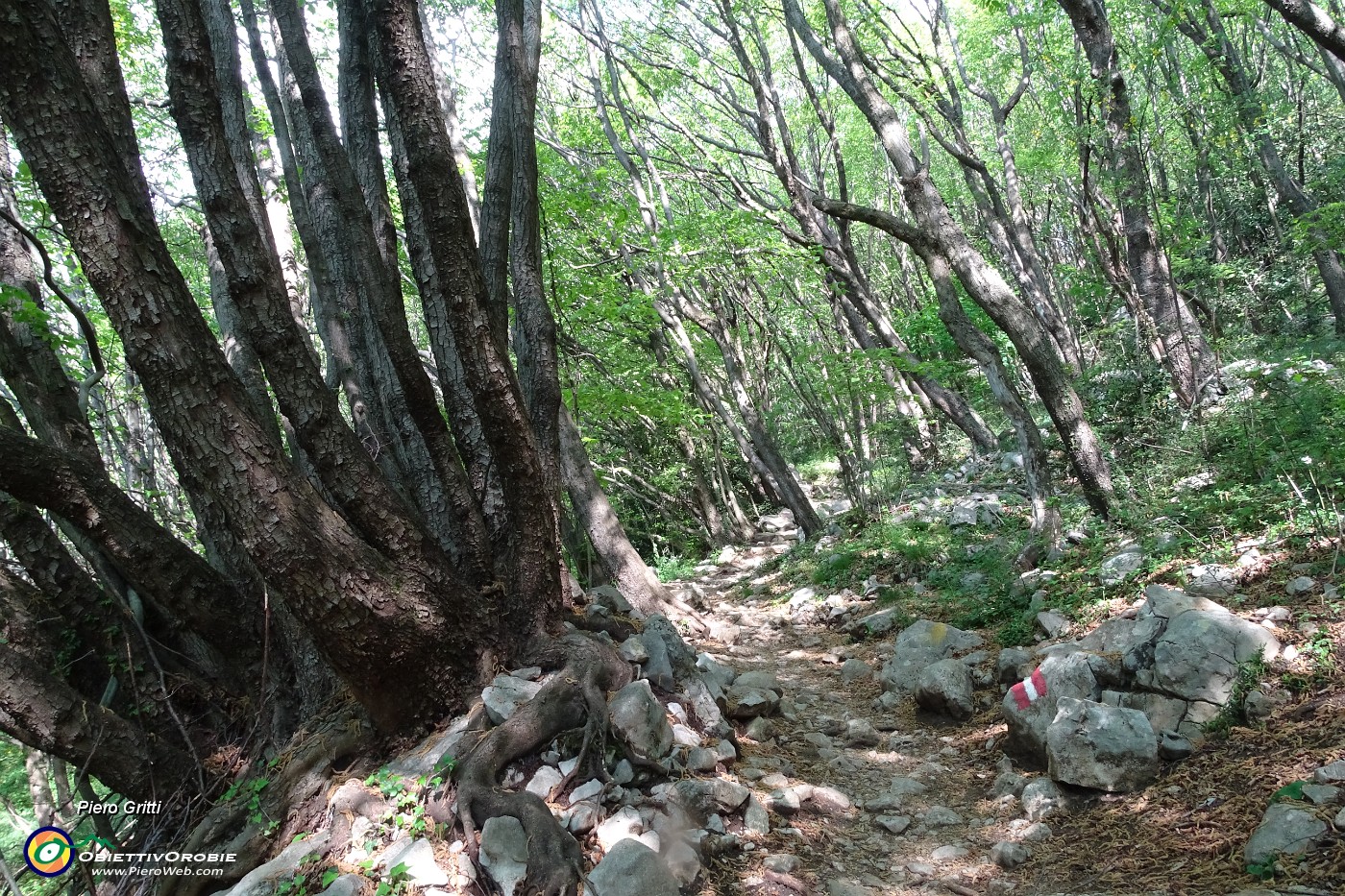 09 Nel bosco di carpini neri.JPG